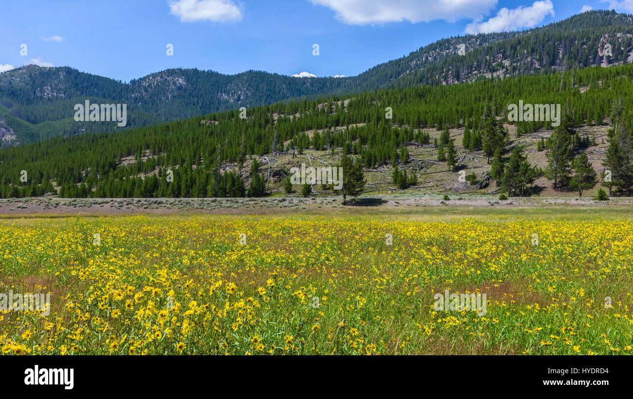 En fleurs fleurs d'été, il est entouré par les montagnes Rocheuses et forêt de pins près de Cooke City, Montana, USA. Banque D'Images