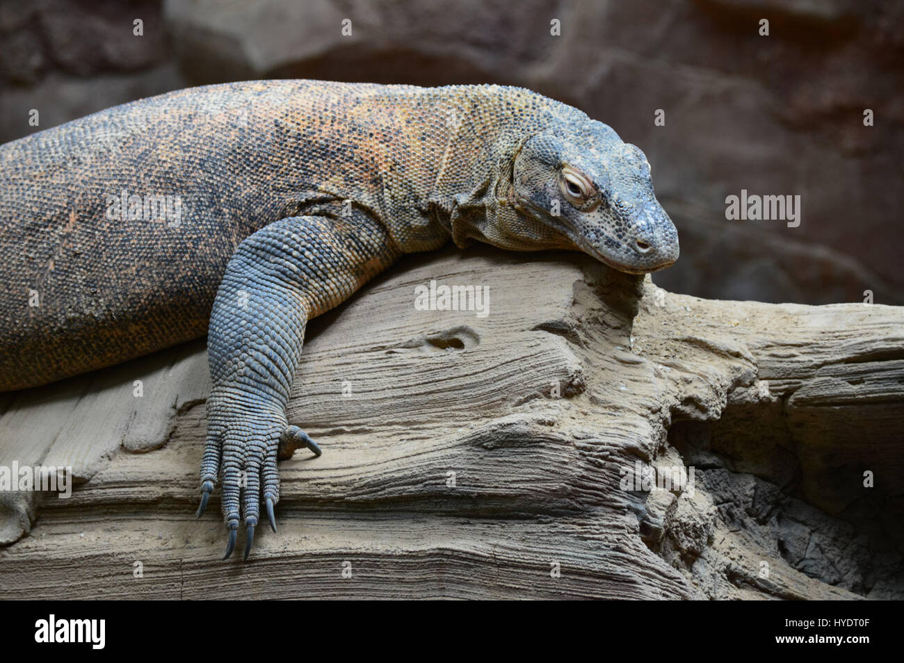 Dragon de Komodo Banque D'Images