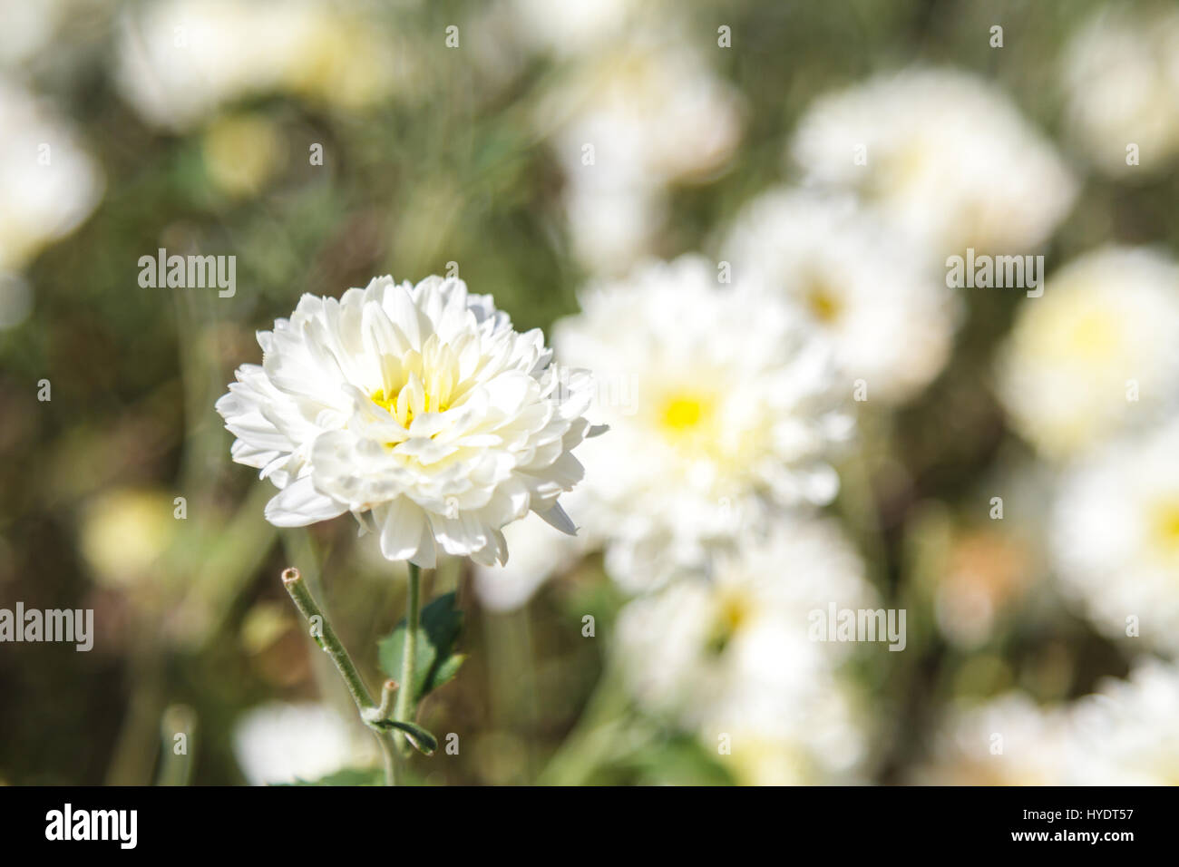 Type de fleur de chrysanthème blanc Nom de l'espèce Chrysanthemum indicum Linn. Banque D'Images