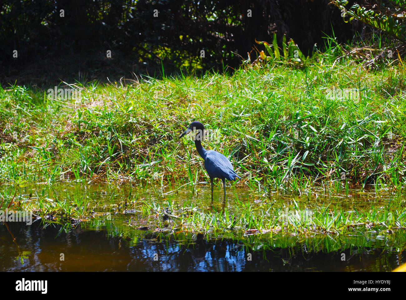 Un Héron sur Frog Creek en Floride Banque D'Images