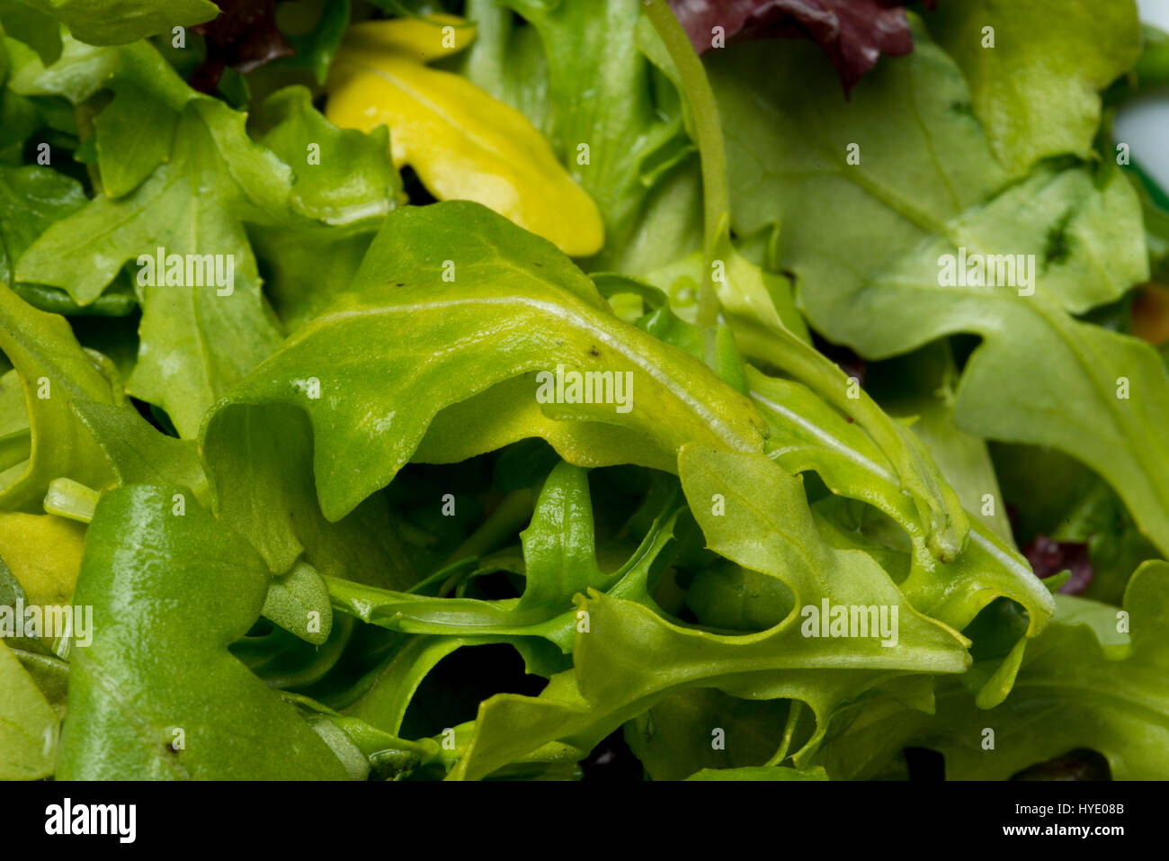 Salade verte dans un arc blanc close up l Banque D'Images