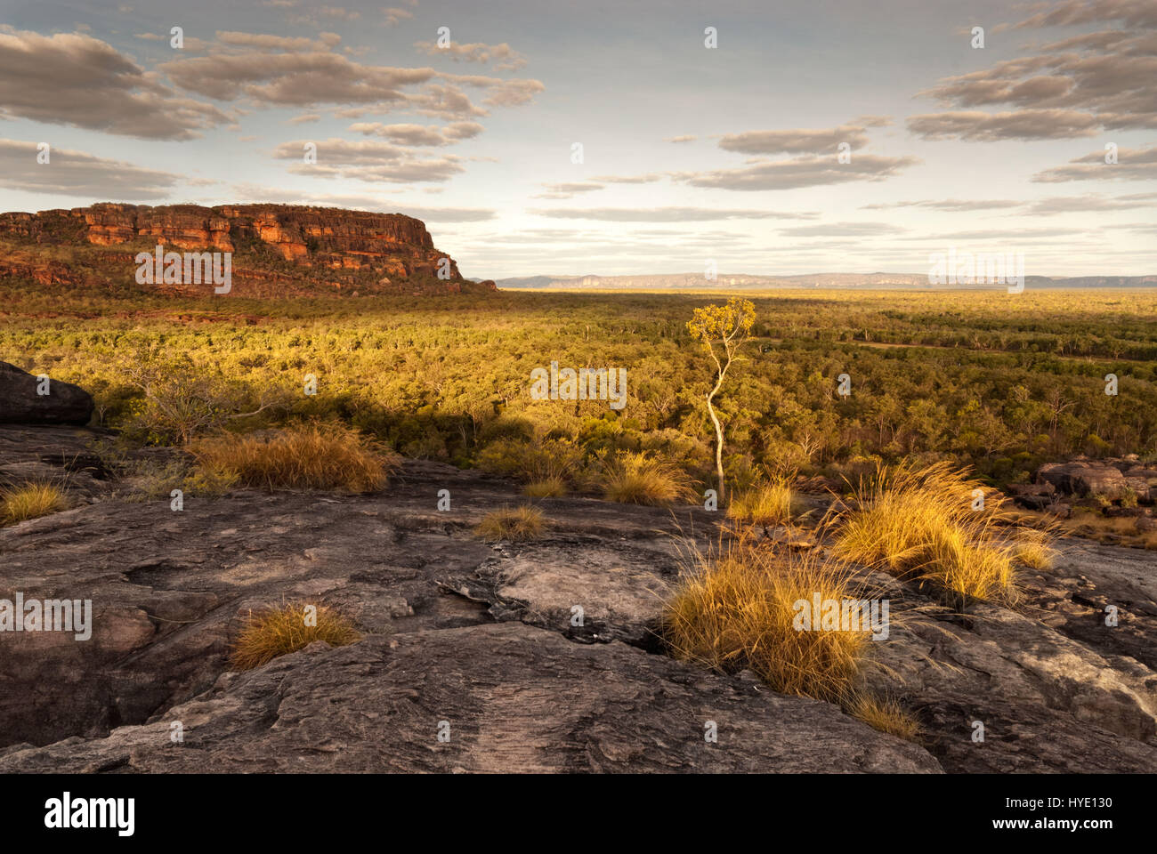 Un seul arbre attrape la dernière lumière au crépuscule dans Nourlangie badlands, le Kakadu National Park Banque D'Images