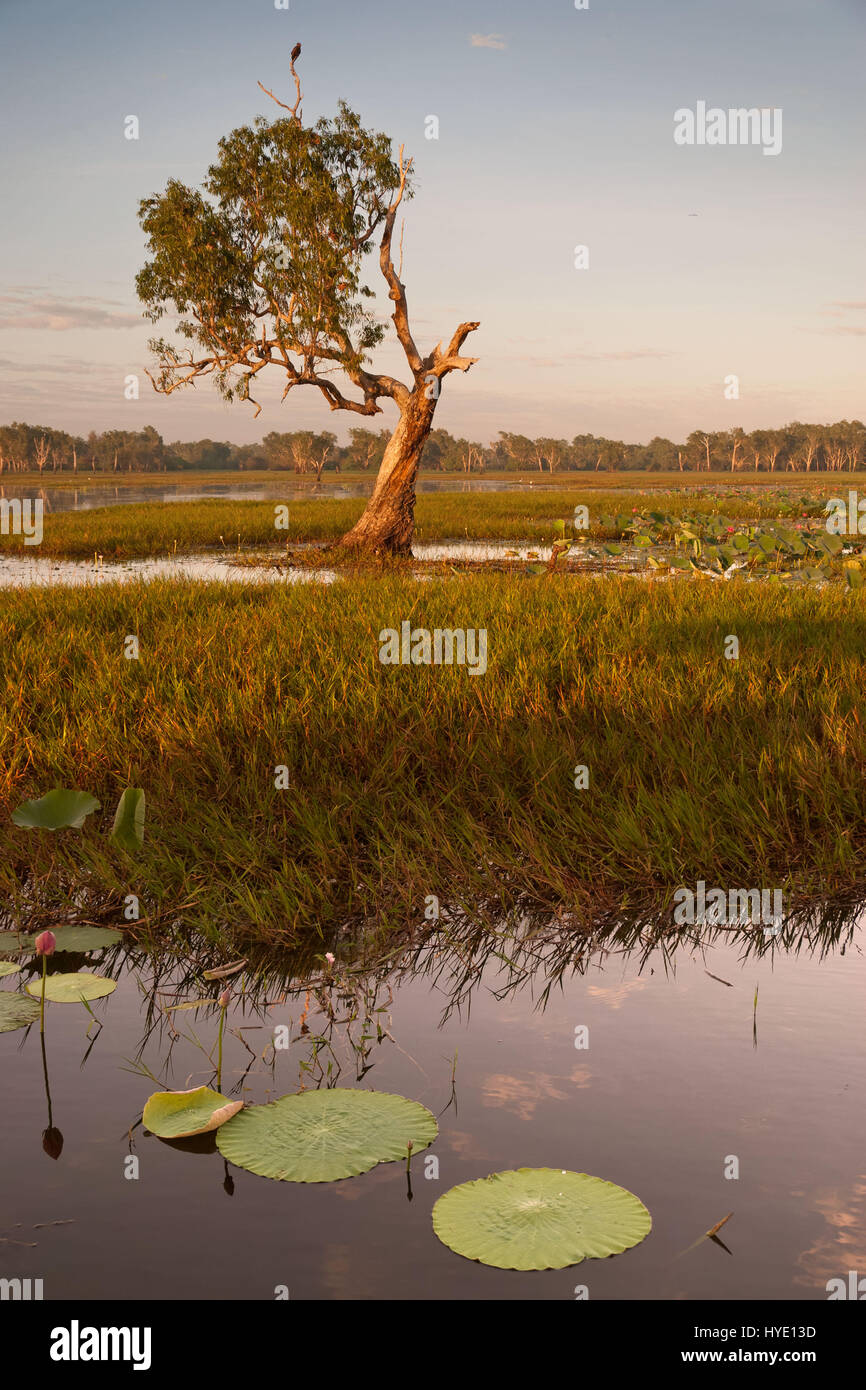 Les nénuphars et les arbres noueux avec un oiseau seul au fleuve Jaune billabong, Territoires du Nord, Australie Banque D'Images