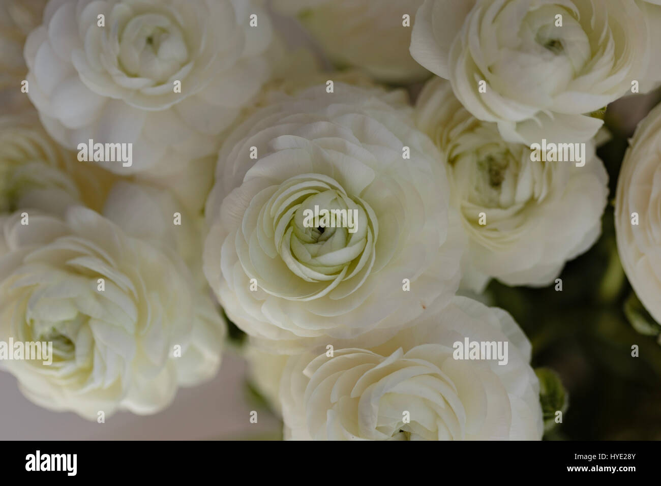 Close up of bouquet de renoncules fleur blanche Photo Stock - Alamy