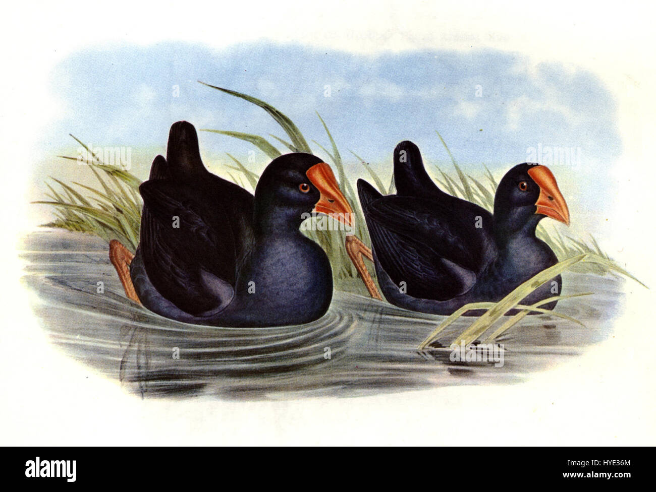 La poule marécageuse orientale (Porphyrio indicus) est un grand oiseau coloré trouvé dans les zones humides de l'est de l'Australie. Connu pour son plumage bleu et rouge saisissant, il fait partie de la famille des rails et est souvent observé dans les habitats aquatiques. Banque D'Images