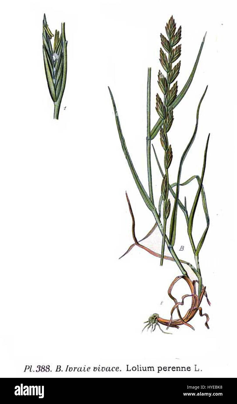 'Lolium perenne L.' est une référence botanique au ryegrass vivace, une espèce commune d'herbe que l'on trouve dans les régions tempérées. Connue pour sa robustesse et son utilisation dans les pâturages, cette plante est une espèce clé en agriculture. Banque D'Images