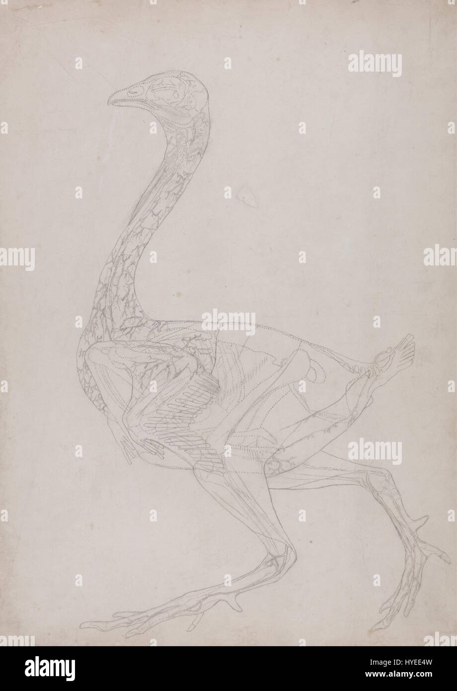 'A comparative Anatomical exposition of the structure of the Human Body with That a Tiger' de George Stubbs compare l'anatomie des humains et des animaux. Ce travail met en valeur les contributions de Stubbs à la fois à l'art et à la science, en se concentrant sur la précision anatomique. Banque D'Images