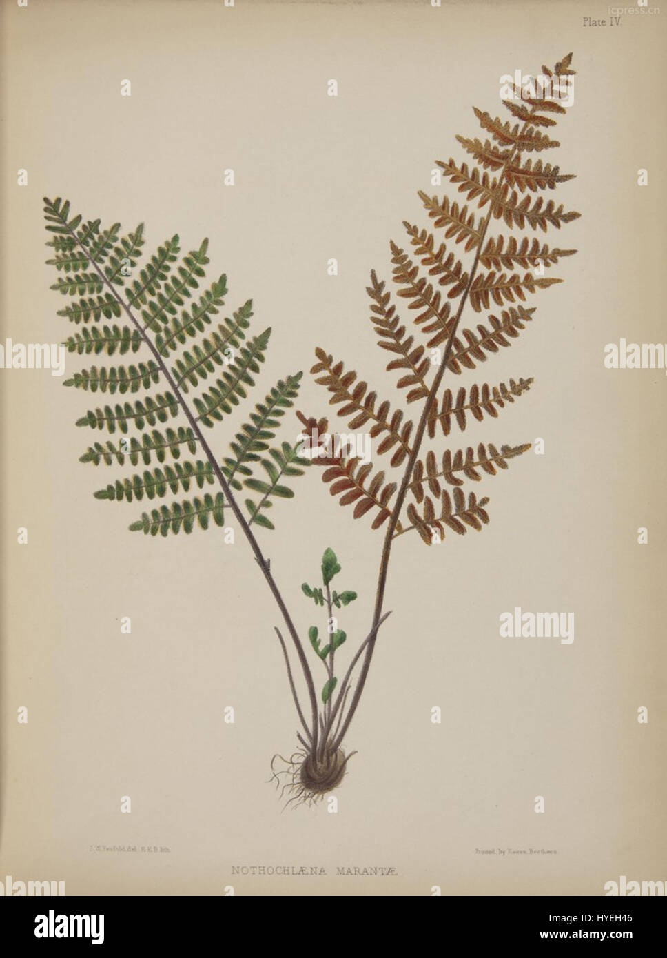 'Madeira Flowers, fruits et fougères, 1845 planche 4' est une illustration botanique mettant en valeur la diversité de la vie végétale de Madère. Cette plaque met en valeur les fleurs vibrantes, les fruits et les fougères natifs de l'île, capturés dans les détails complexes pour l'étude scientifique et la référence botanique. Banque D'Images