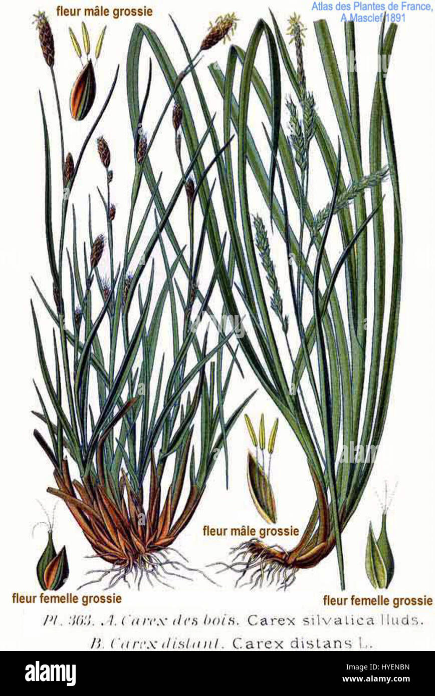Carex silvalica Huds. Et 'C. distans L.' se réfèrent aux espèces de plantes de calcaire. Cette empreinte botanique met en valeur ces espèces, en soulignant leurs caractéristiques distinctes et la variété au sein du genre végétal Carex. Banque D'Images