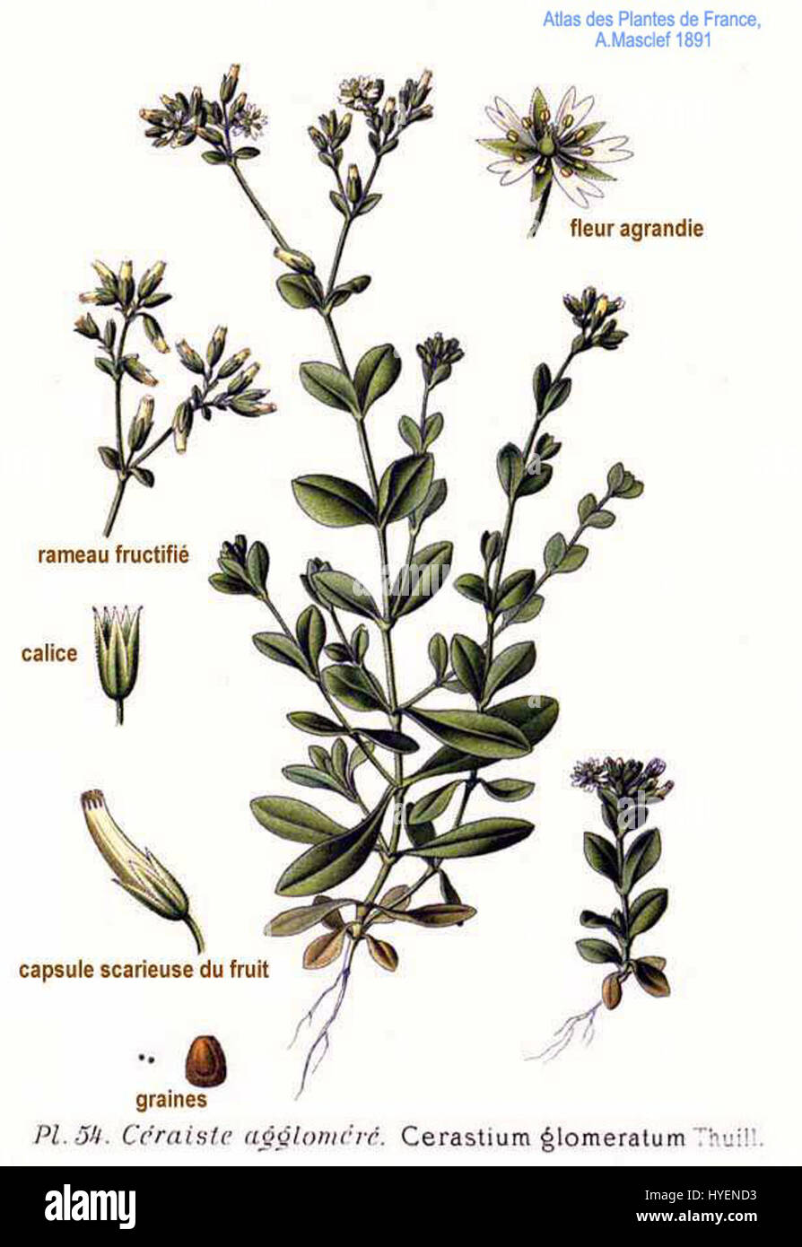 Cerastium glomeratum Thuill est une espèce de plante connue pour ses petites fleurs blanches et ses grappes denses. Communément trouvée dans les régions tempérées, cette plante prospère dans les sols bien drainés et peut souvent être observée dans les prairies herbeuses et les forêts ouvertes. Ses caractéristiques botaniques uniques en font un sujet d'intérêt pour les études végétales. Banque D'Images