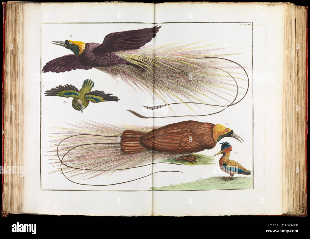 Albertus Seba Doiseaux De Paradis Paradisaeidae Google Art