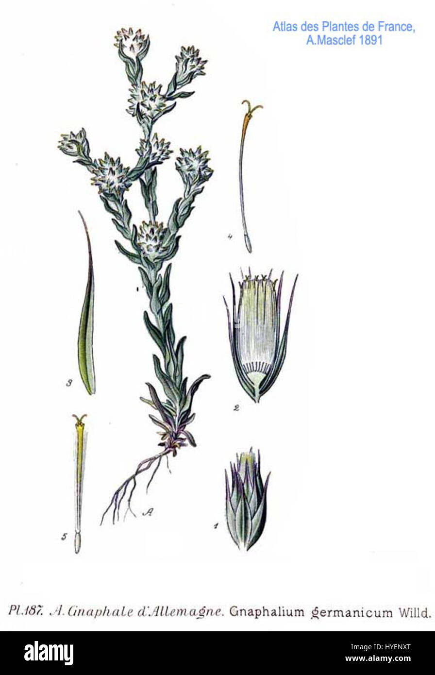 'Gnaphalium germanicum' est une espèce de plante à fleurs de la famille des Asteraceae, connue pour ses petites fleurs blanches. Cette référence botanique met en valeur son apparence et sa classification. Banque D'Images