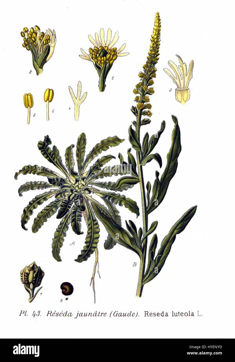 La 'Reseda luteola', communément appelée soudure, est une espèce végétale connue pour ses fleurs jaunes. Il a toujours été utilisé comme colorant et a des applications dans les industries textiles traditionnelles et modernes. Banque D'Images La 'Reseda luteola', communément appelée soudure, est une espèce végétale connue pour ses fleurs jaunes. Il a toujours été utilisé comme colorant et a des applications dans les industries textiles traditionnelles et modernes. Banque D'Images