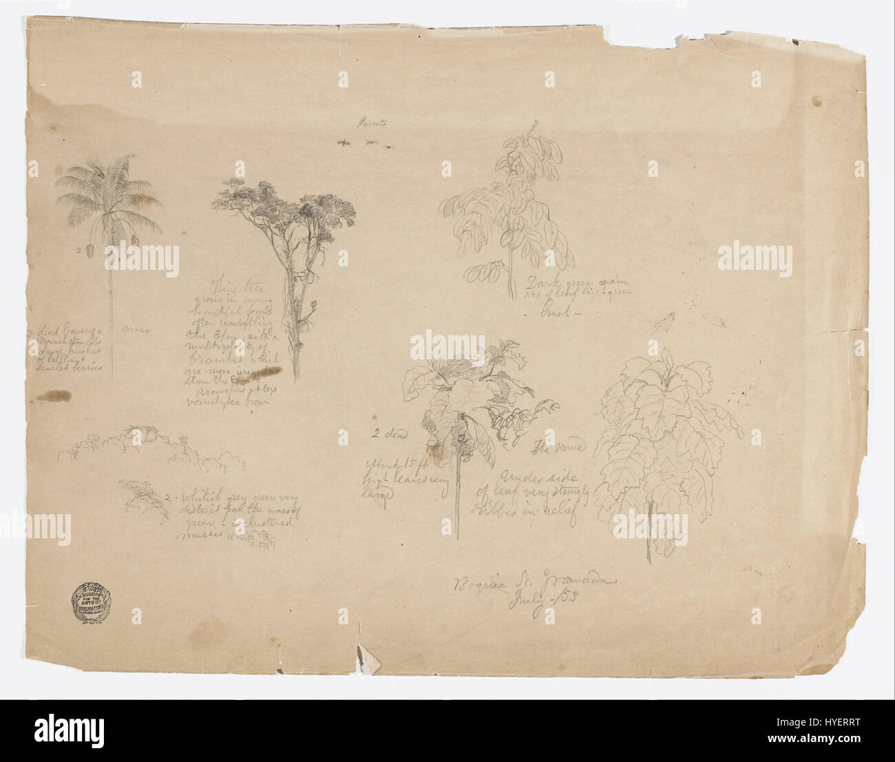 'Frederic Edwin Church dessin. Botanical Sketches from Colombia présente des illustrations botaniques de l'artiste américain Frederic Edwin Church, mettant en valeur diverses espèces végétales observées lors de ses voyages en Colombie. Banque D'Images