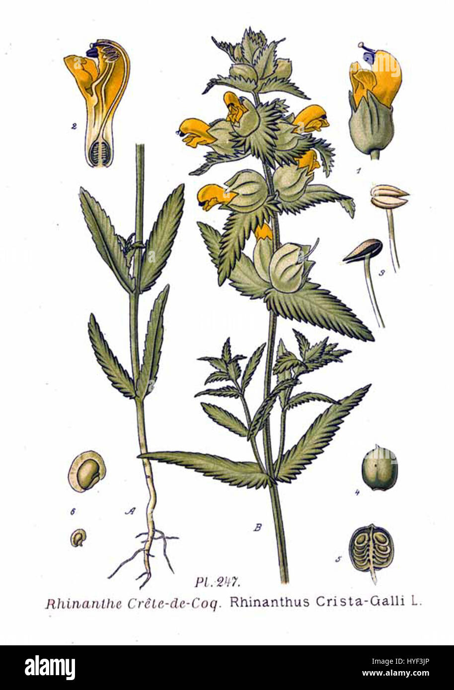 Rhinanthus crista galli l, communément appelé hochet jaune, est une espèce végétale originaire d'Europe et de certaines régions d'Asie. Il est reconnu pour ses fleurs jaunes distinctives et son rôle dans les écosystèmes des prairies. La plante est parasite sur les racines des graminées, influençant la structure des communautés végétales. Banque D'Images Rhinanthus crista galli l, communément appelé hochet jaune, est une espèce végétale originaire d'Europe et de certaines régions d'Asie. Il est reconnu pour ses fleurs jaunes distinctives et son rôle dans les écosystèmes des prairies. La plante est parasite sur les racines des graminées, influençant la structure des communautés végétales. Banque D'Images