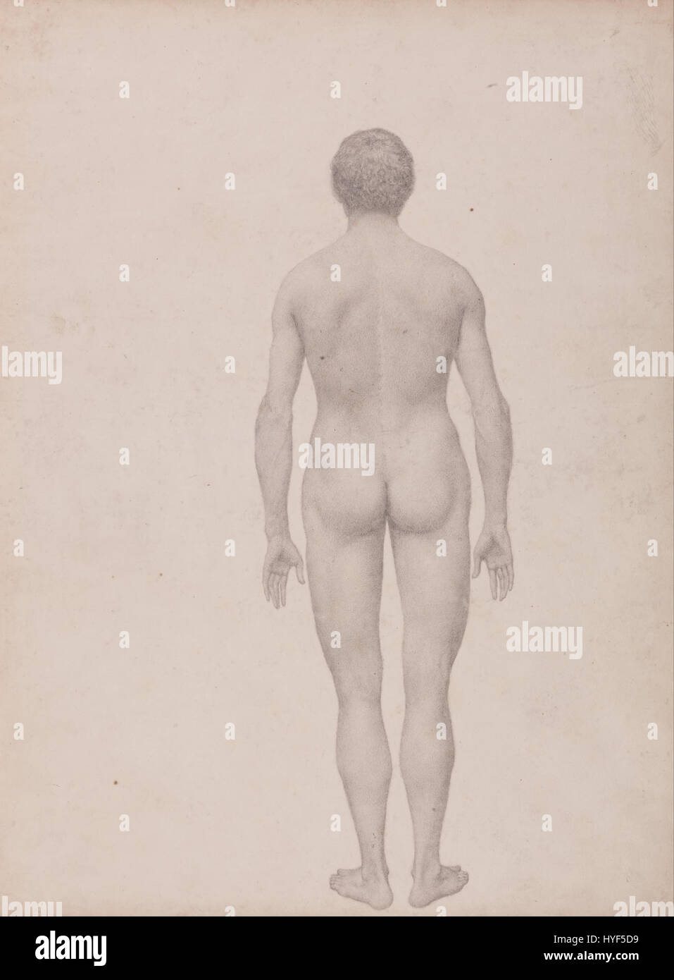 George Stubbs une exposition anatomique comparative de la structure du corps humain avec celle d'un tigre et un Co... Google Art Project (2340934) Banque D'Images