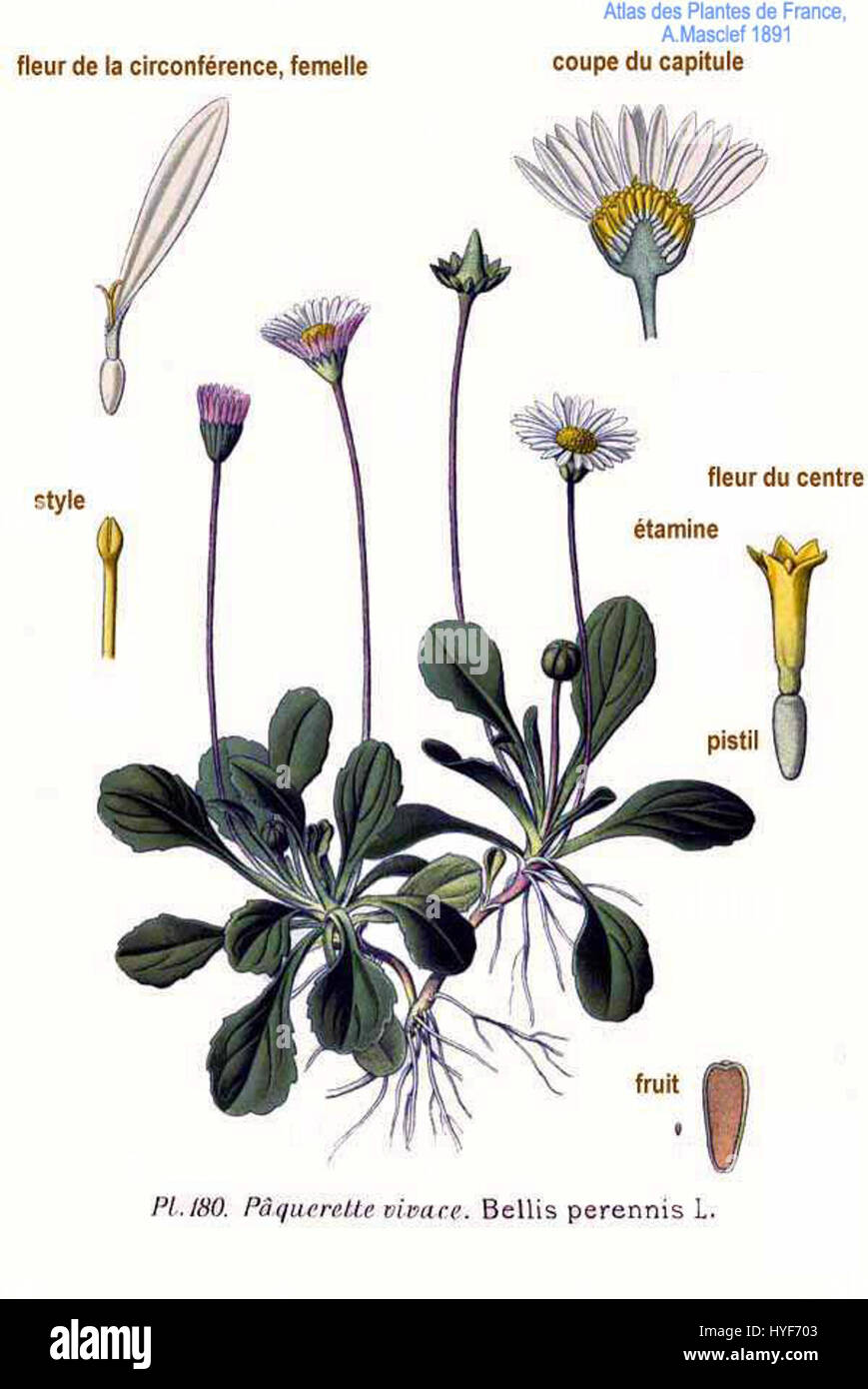 L'illustration '180 Bellis perennis l' montre la Marguerite commune, Bellis perennis, connue pour ses pétales blancs brillants et son centre jaune. L'imprimé botanique décrit avec précision l'anatomie de la fleur dans les moindres détails, soulignant sa beauté naturelle. Banque D'Images