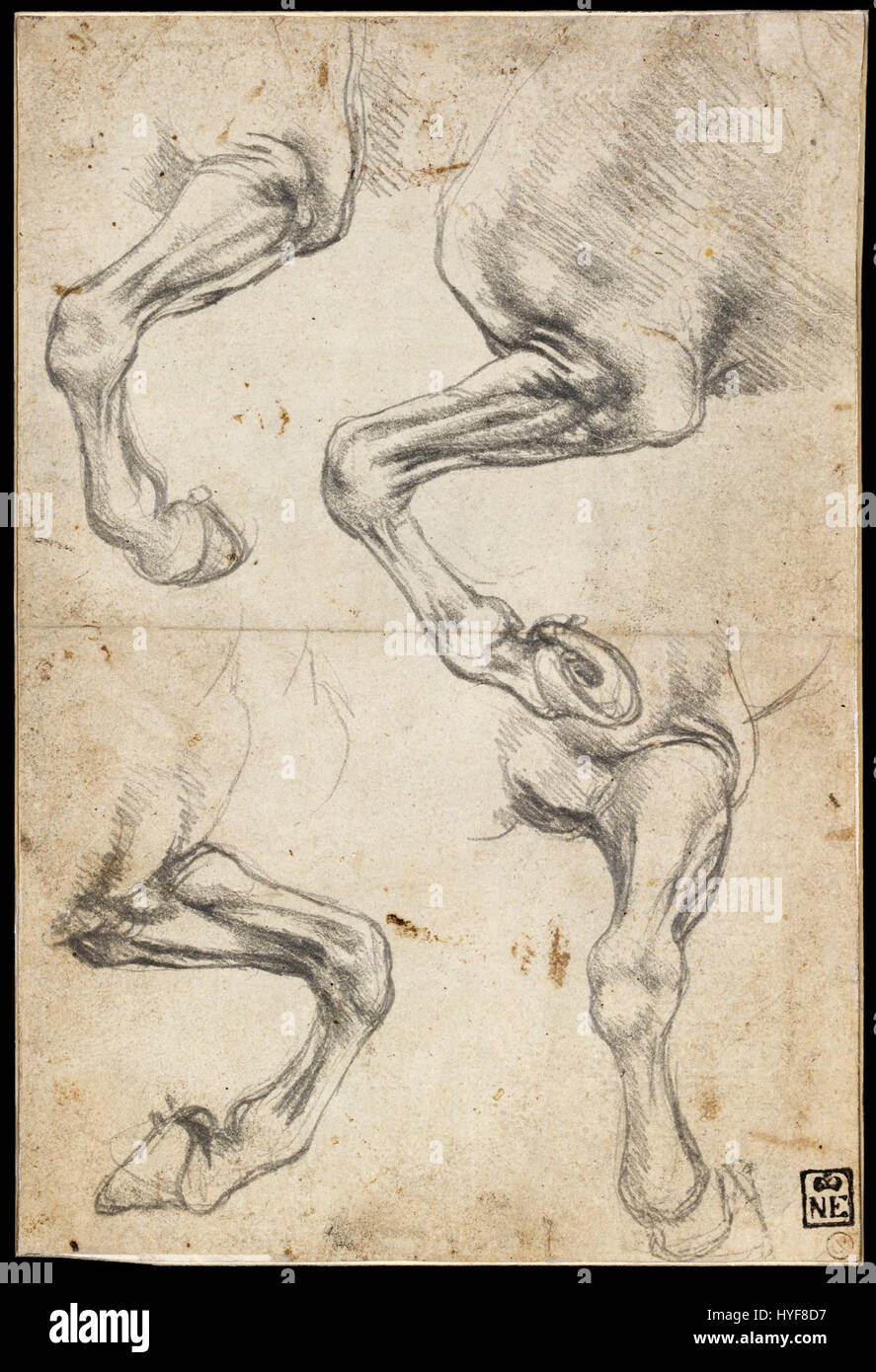 Les études de Léonard de Vinci sur la jambe d’un cheval illustrent son approche méticuleuse de l’anatomie et du mouvement. Ces croquis reflètent sa profonde compréhension de l'anatomie animale, qui a influencé ses travaux ultérieurs impliquant des chevaux et d'autres figures dynamiques. Banque D'Images
