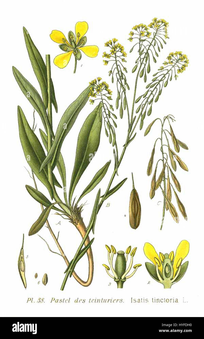 Isatis tinctoria L., communément appelé Woad, est une espèce végétale de la famille des Brassicaceae. Il a été historiquement significatif pour son utilisation comme colorant bleu, en particulier en Europe, et a des propriétés médicinales. Banque D'Images Isatis tinctoria L., communément appelé Woad, est une espèce végétale de la famille des Brassicaceae. Il a été historiquement significatif pour son utilisation comme colorant bleu, en particulier en Europe, et a des propriétés médicinales. Banque D'Images