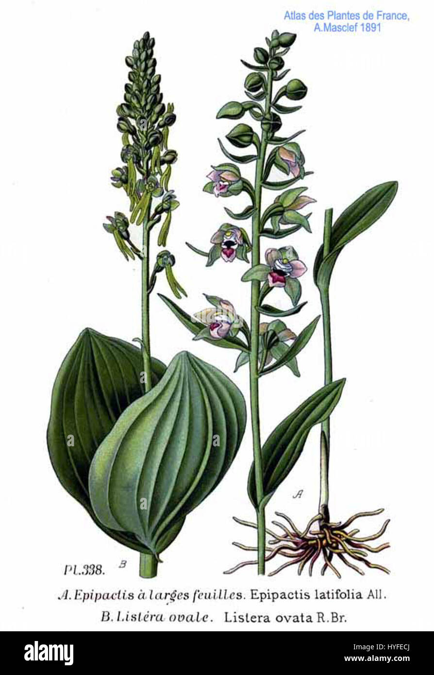 Epipactis latifolia et Listera ovata sont deux espèces d'orchidées présentes en Europe. Epipactis latifolia, également connu sous le nom d'helleborine à feuilles larges, est connu pour ses feuilles larges et verdâtres et ses fleurs délicates. Listera ovata, ou la lame tachetée, se caractérise par ses feuilles tachetées et ses petites fleurs. Banque D'Images