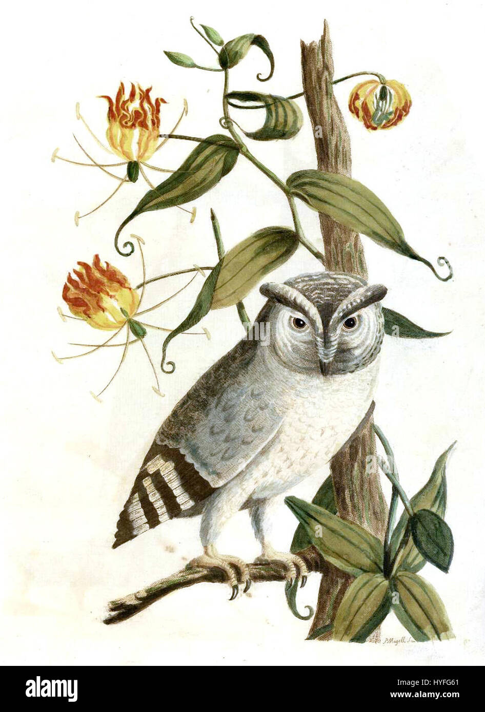 La planche 34 de l'œuvre de Johann Reinhold Forster présente probablement une illustration ou une représentation scientifique de ses études en histoire naturelle, en particulier en ce qui concerne la flore ou la faune des régions qu'il a explorées. Banque D'Images