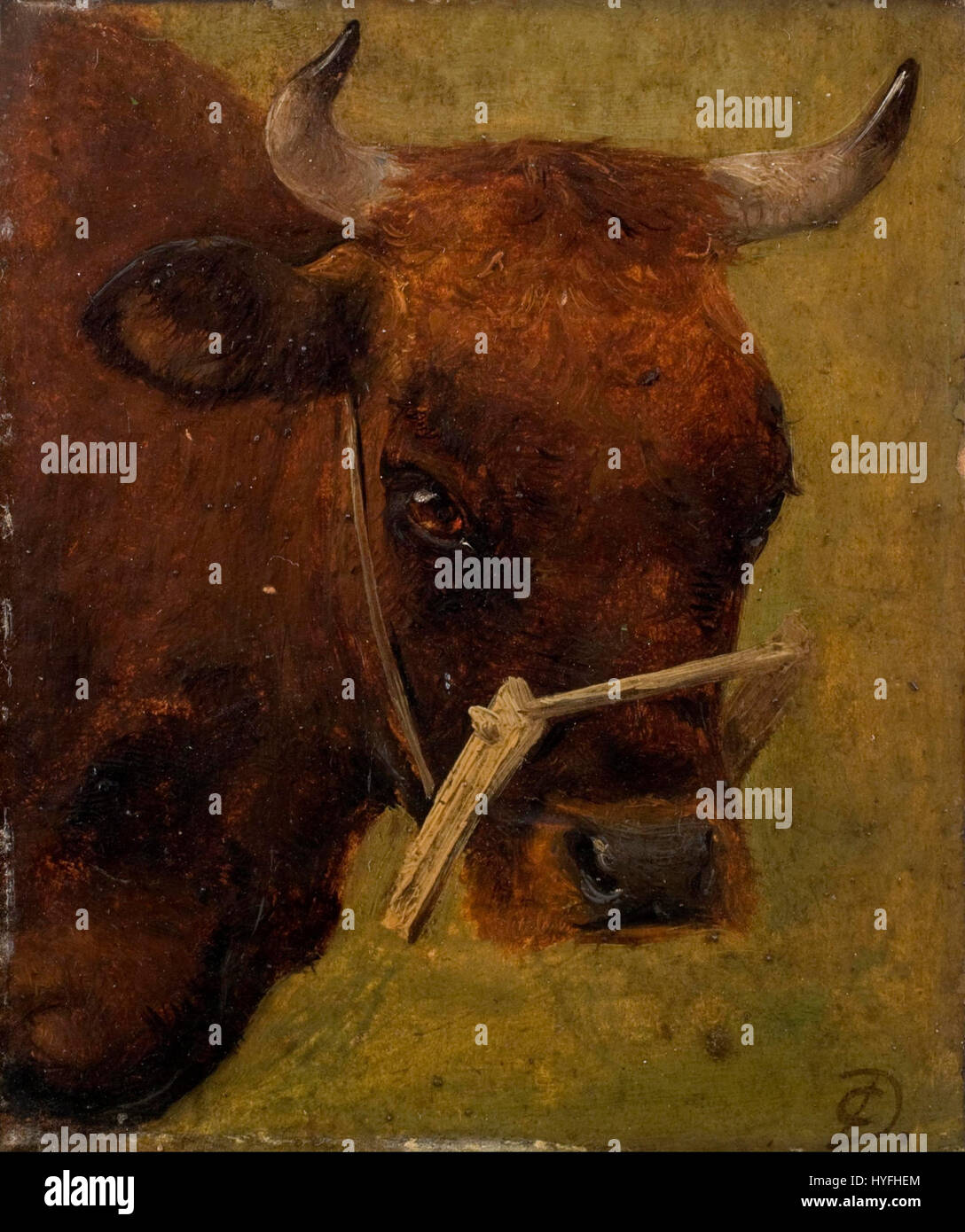 Boeuf Sauvage De L Inde 4 Lettres Cow study Banque de photographies et d'images à haute résolution - Alamy