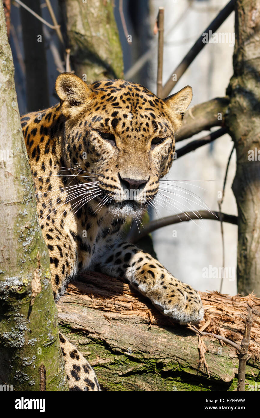 Sri-Lankais Cejlon leopard (Panthera pardus kotiya), Sri-Lankais Leopard a été désigné espèce en voie de disparition sur la Liste rouge de l'UICN Banque D'Images