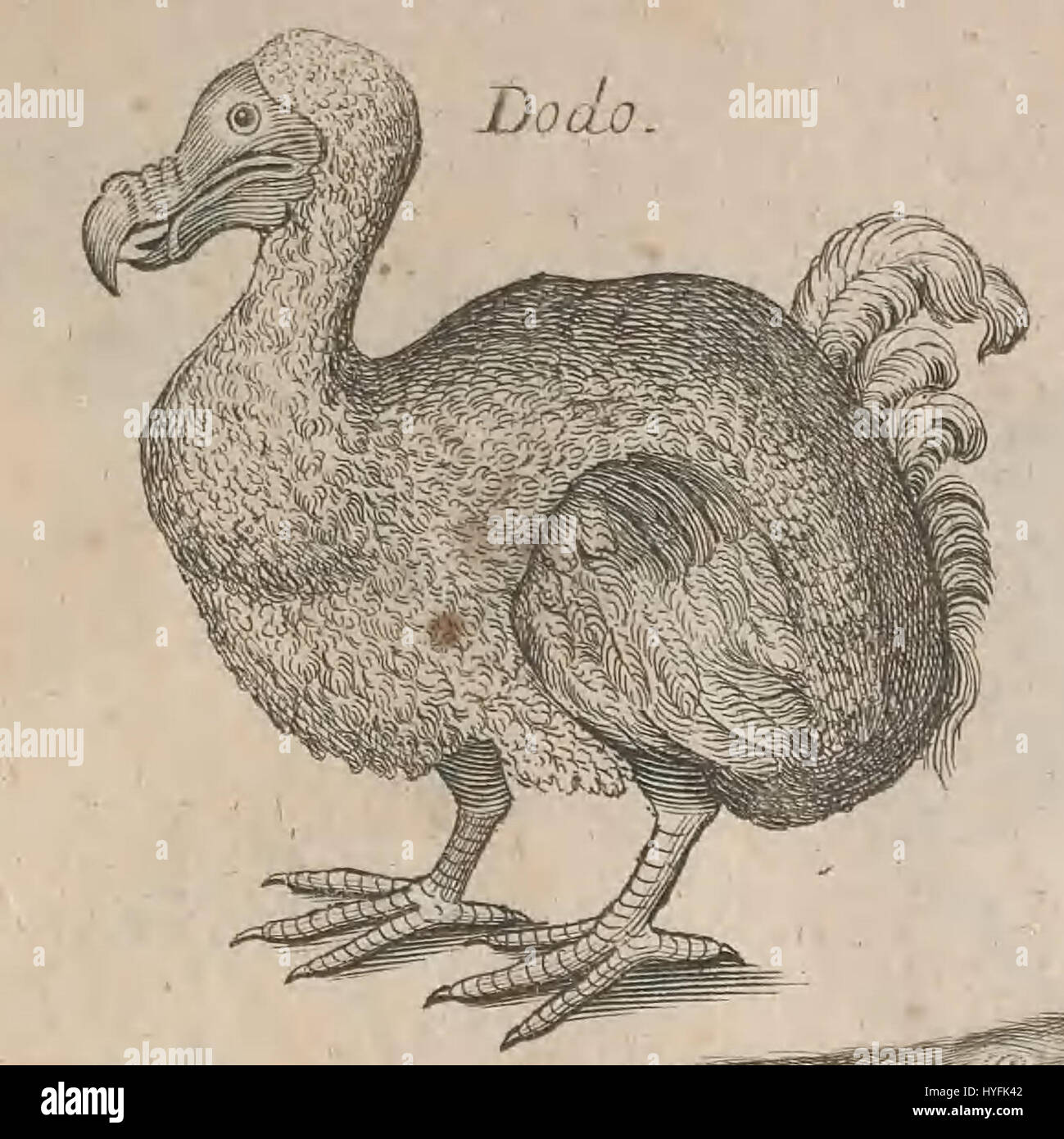 L'illustration du dodo, tirée de la publication de John Ray en 1678, The Ornithology of Francis Willughby, offre un regard historique sur l'oiseau éteint. La gravure sur plaque de cuivre offre l'une des premières représentations de l'oiseau dodo, symbole emblématique de l'extinction. Banque D'Images
