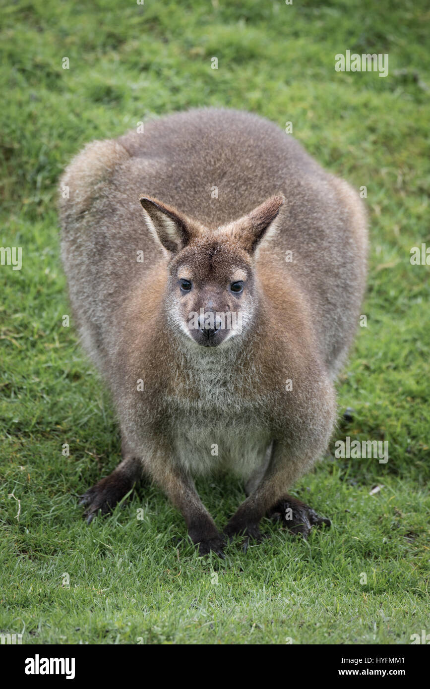 Wallaby de Bennett s'accroupit et regardant vers l'avant à la caméra / spectateur dans un format vertical vertical Banque D'Images