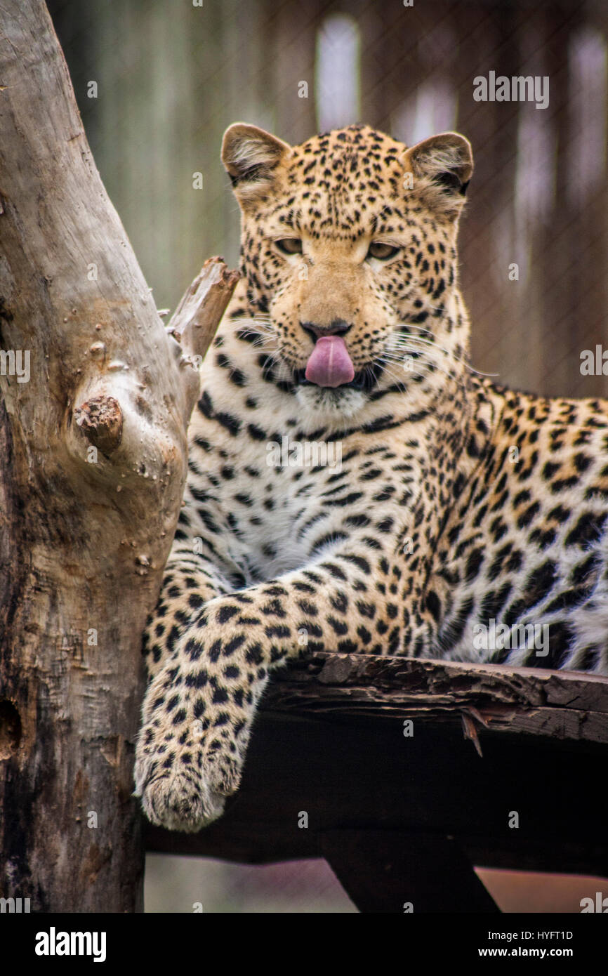 Leopard en Afrique du Sud Banque D'Images