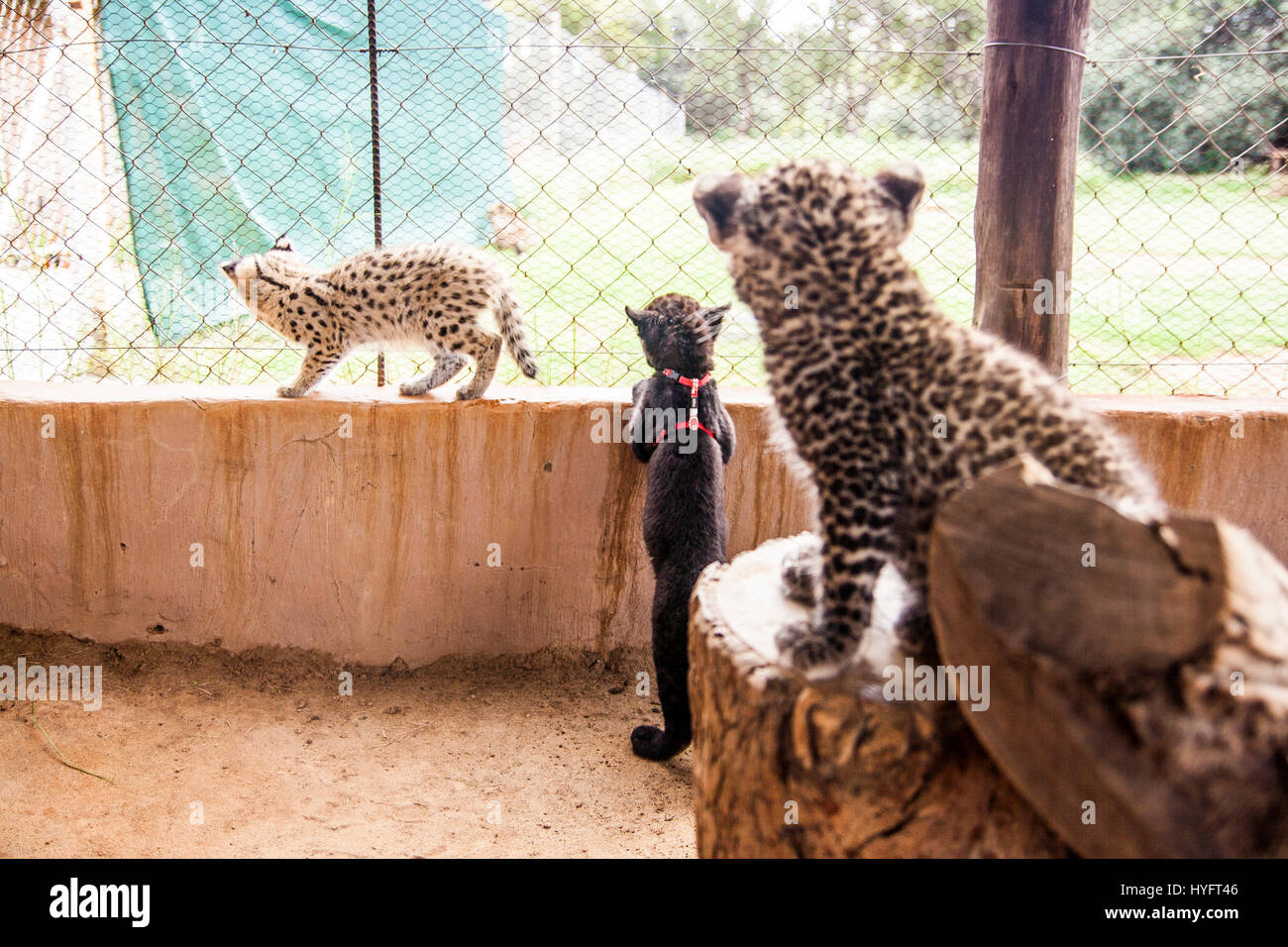 Leopard en Afrique du Sud Banque D'Images