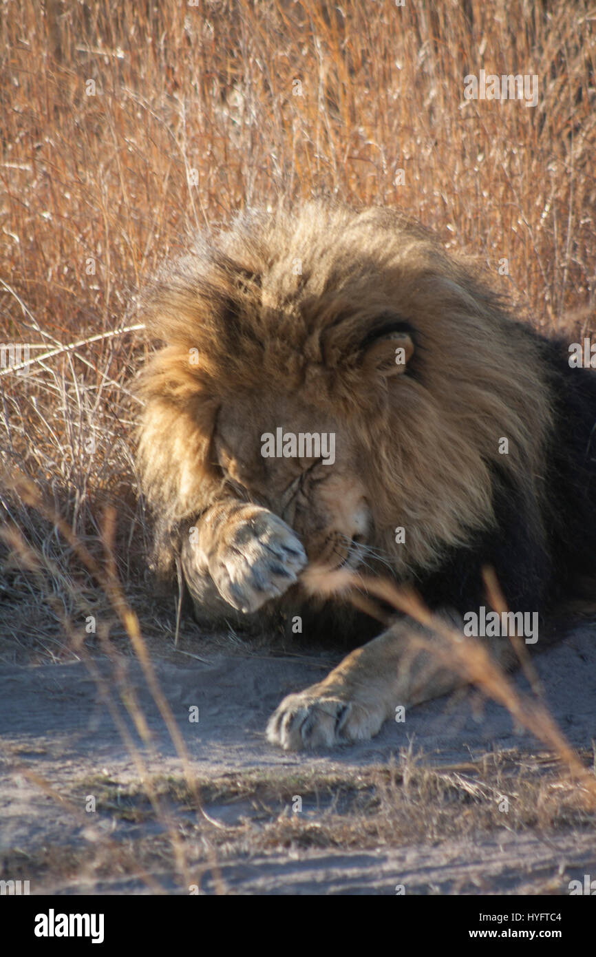 Lion en Afrique Banque D'Images