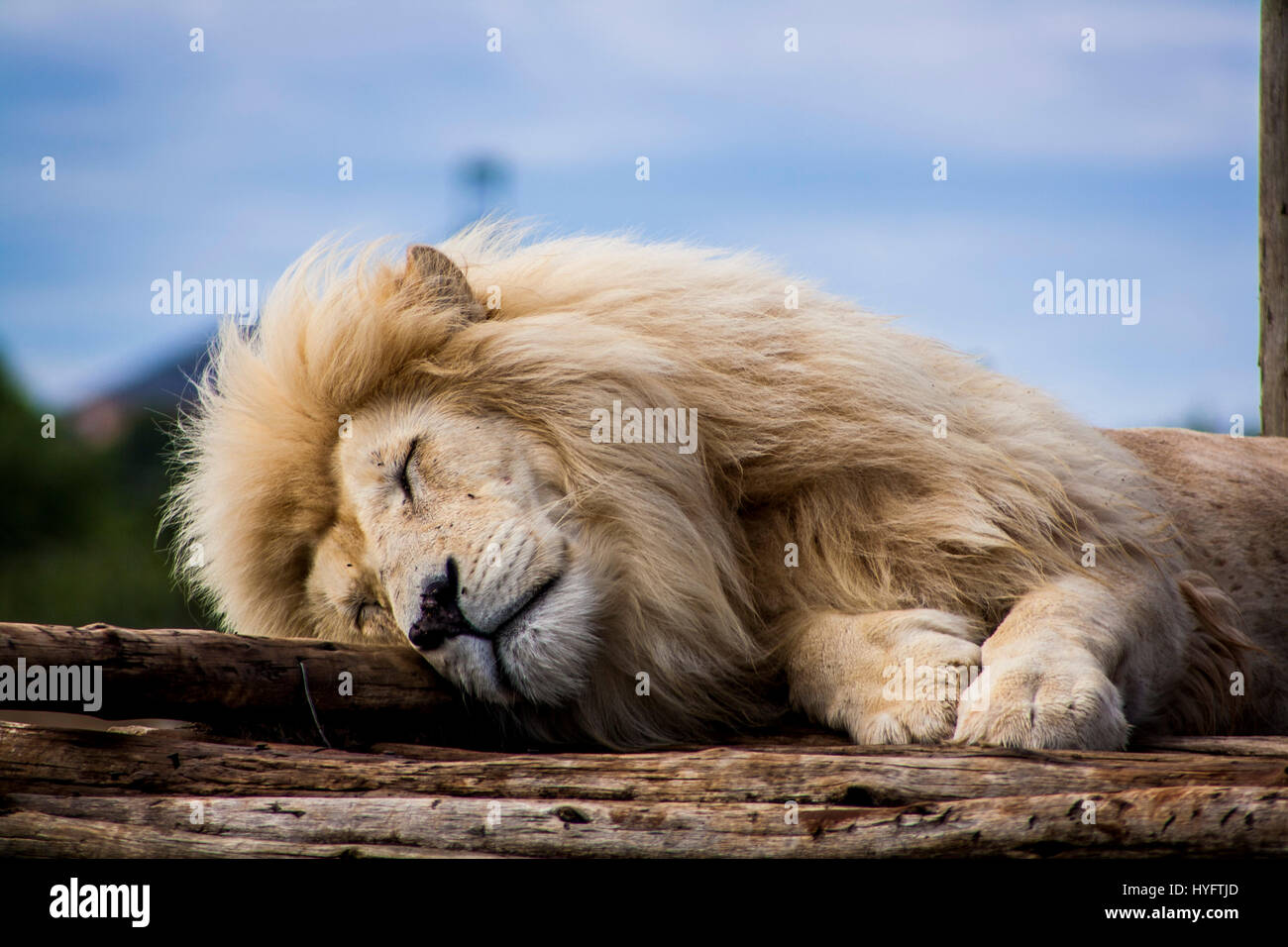 Lion en Afrique Banque D'Images