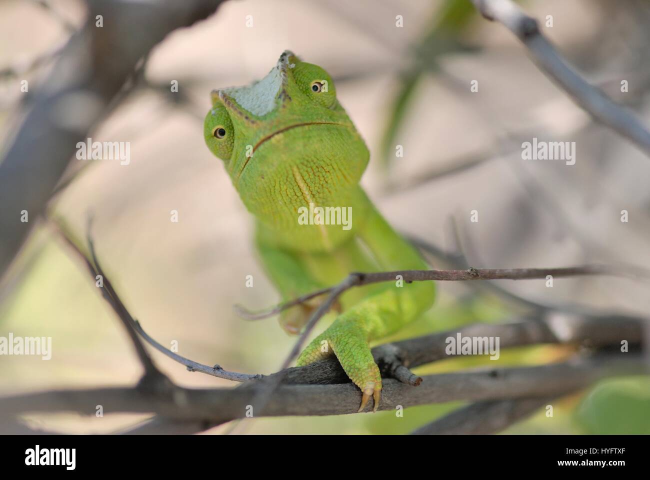 Caméléon Vert bush au Botswana Banque D'Images