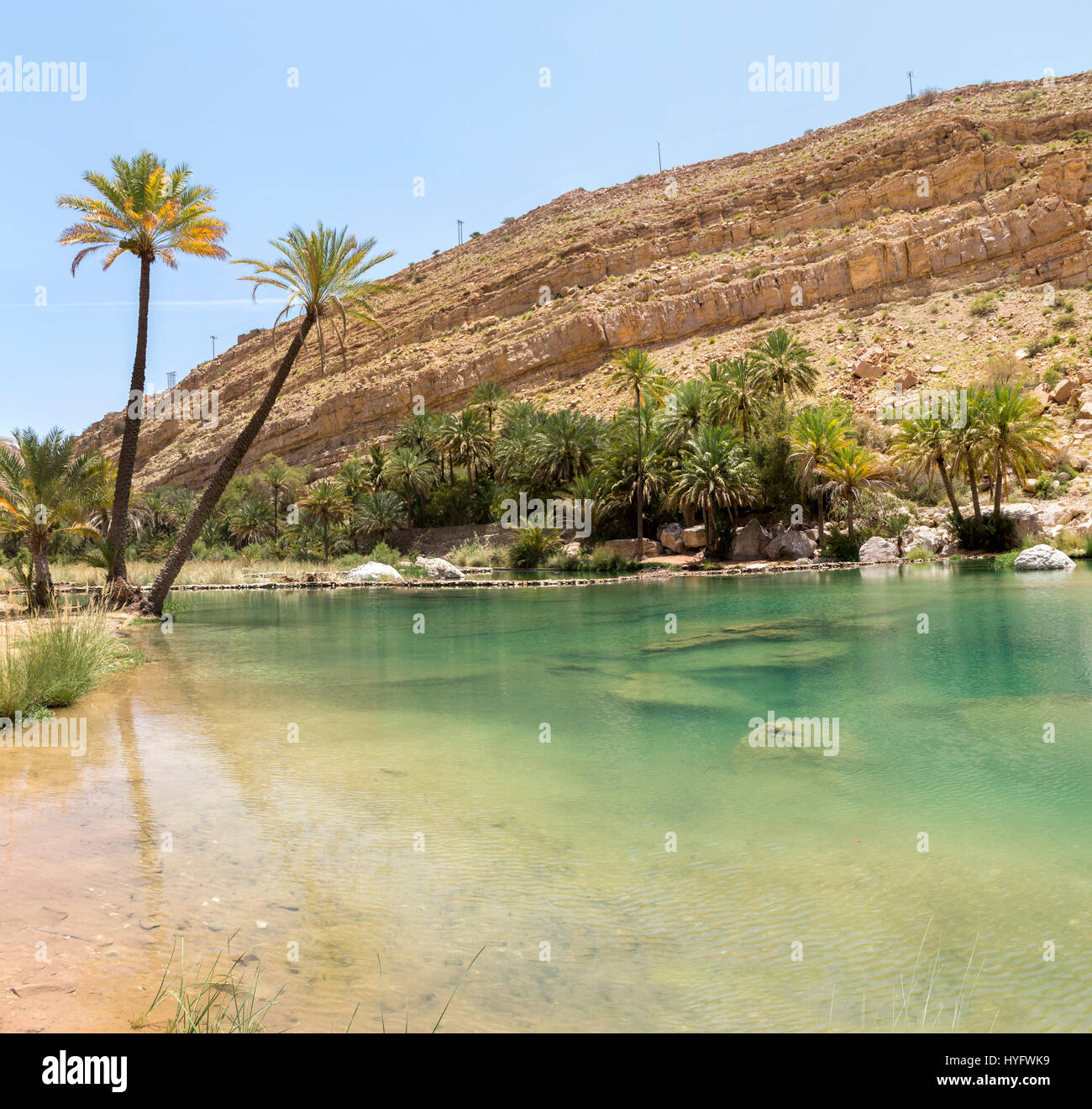 La faune du désert d'Oman et l'oasis Banque D'Images