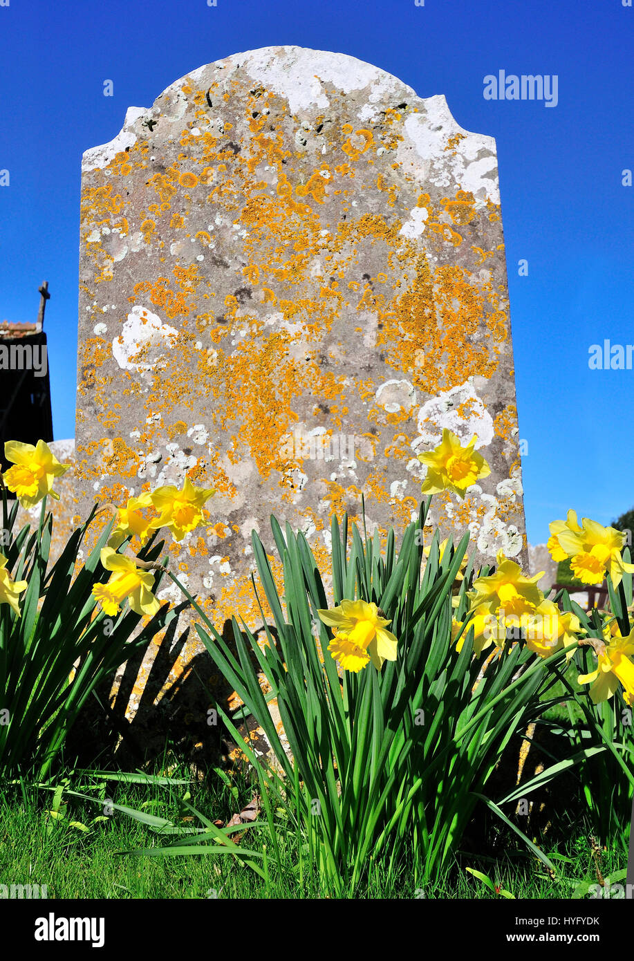 Pierres de tête recouvertes de lichen jaune dans le cimetière de St Peter & St Paul, West Wittering - West Sussex, près de Chichester, Angleterre, Royaume-Uni Banque D'Images