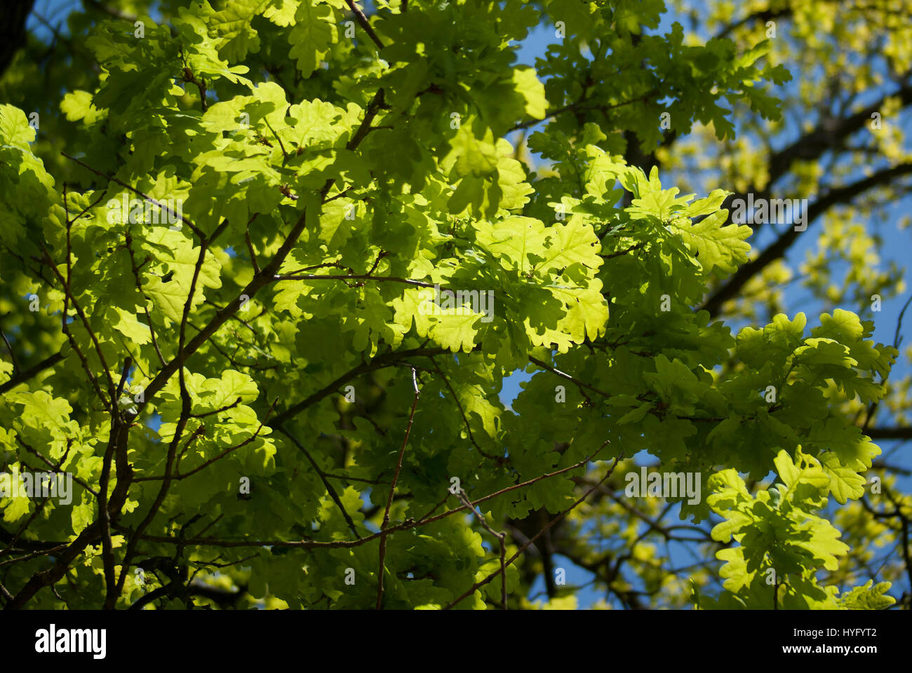 Chêne (Quercus) feuilles dans la lumière du soleil Banque D'Images