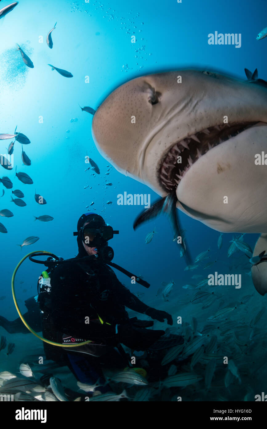 JUPITER EN FLORIDE, TIGER BEACH BAHAMAS : requin tigre en dévorant la chair de poissons tout en suivant pour plongeur. La tenue d'un seize mètres de long requin tigre dans ses mains un courageux plongeur britannique peut être vu en plaçant les prédateurs sauvages dans une transe onirique quatre-vingt-dix pieds sous l'eau. Avec seulement quelques pouces entre eux, le plongeur de touches et apaise le shark dans une procédure appelée "l'immobilité tonique" souvent utilisé pour calmer les requins afin de retirer les crochets de leur bouche ou de la gorge. Autres photos Mettez le rasoir des dents pointues à l'intérieur des deux tiger et requins citrons' bouche tandis que le plongeur part l'alimente certains if Banque D'Images