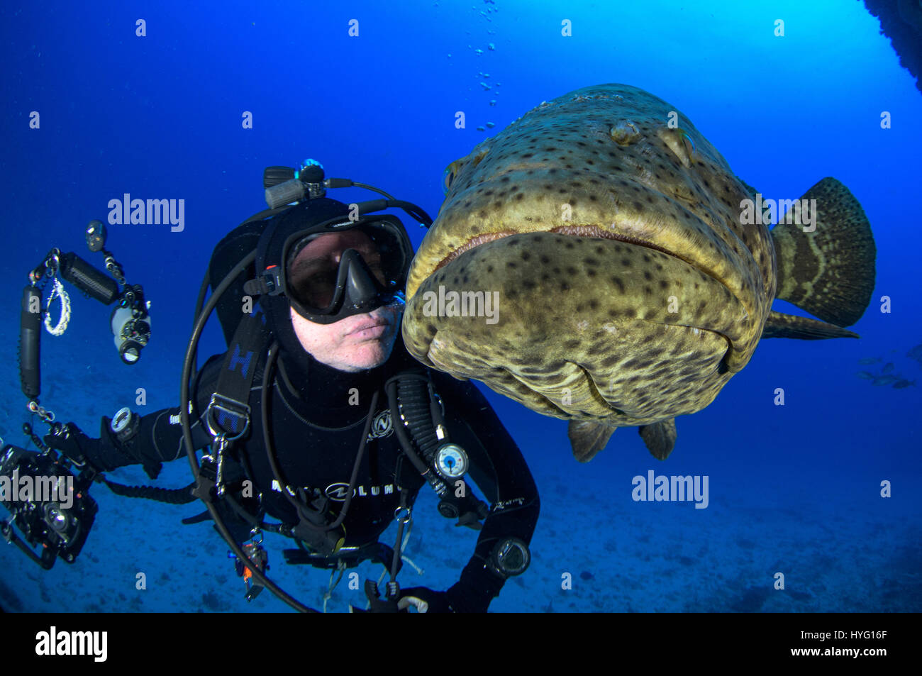 JUPITER EN FLORIDE, TIGER BEACH BAHAMAS : Goliath mérous poissons nager en face de plongeur. La tenue d'un seize mètres de long requin tigre dans ses mains un courageux plongeur britannique peut être vu en plaçant les prédateurs sauvages dans une transe onirique quatre-vingt-dix pieds sous l'eau. Avec seulement quelques pouces entre eux, le plongeur de touches et apaise le shark dans une procédure appelée "l'immobilité tonique" souvent utilisé pour calmer les requins afin de retirer les crochets de leur bouche ou de la gorge. Autres photos Mettez le rasoir des dents pointues à l'intérieur des deux tiger et requins citrons' bouche tandis que le plongeur part nourrit quelques gâteries de poisson. L Banque D'Images