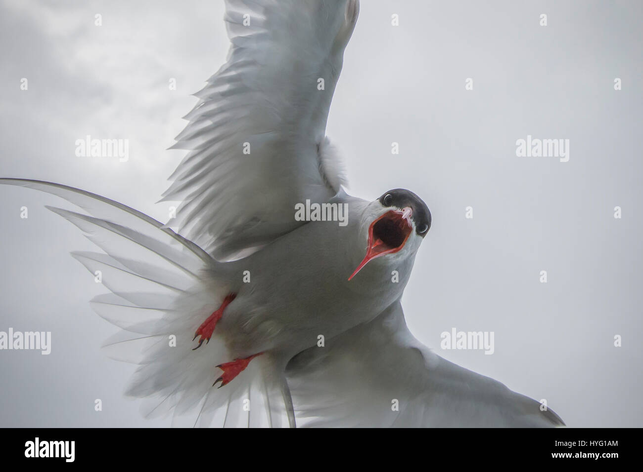 Un photographe a eu à vivre une vraie vie version du célèbre jeu vidéo et film franchise Angry Birds après qu'il a été attaqué par quelque coché-off de sternes. La capture de photos en action les oiseaux swooping vers le bas alors qu'ils essaient et attaquer l'appareil photo et l'homme derrière l'objectif. Tatoueur Rob Bates (32), de Sheffield, a été pris à partie sur l'Iles Farne au large de la côte de la Northumbrie comme il a tenté de photographier les macareux. Rob a expliqué ce qu'il pensait que les oiseaux plongent-bombardé en lui rappelant des scènes d'Alfred Hitchcock's 1952 film les oiseaux. Banque D'Images