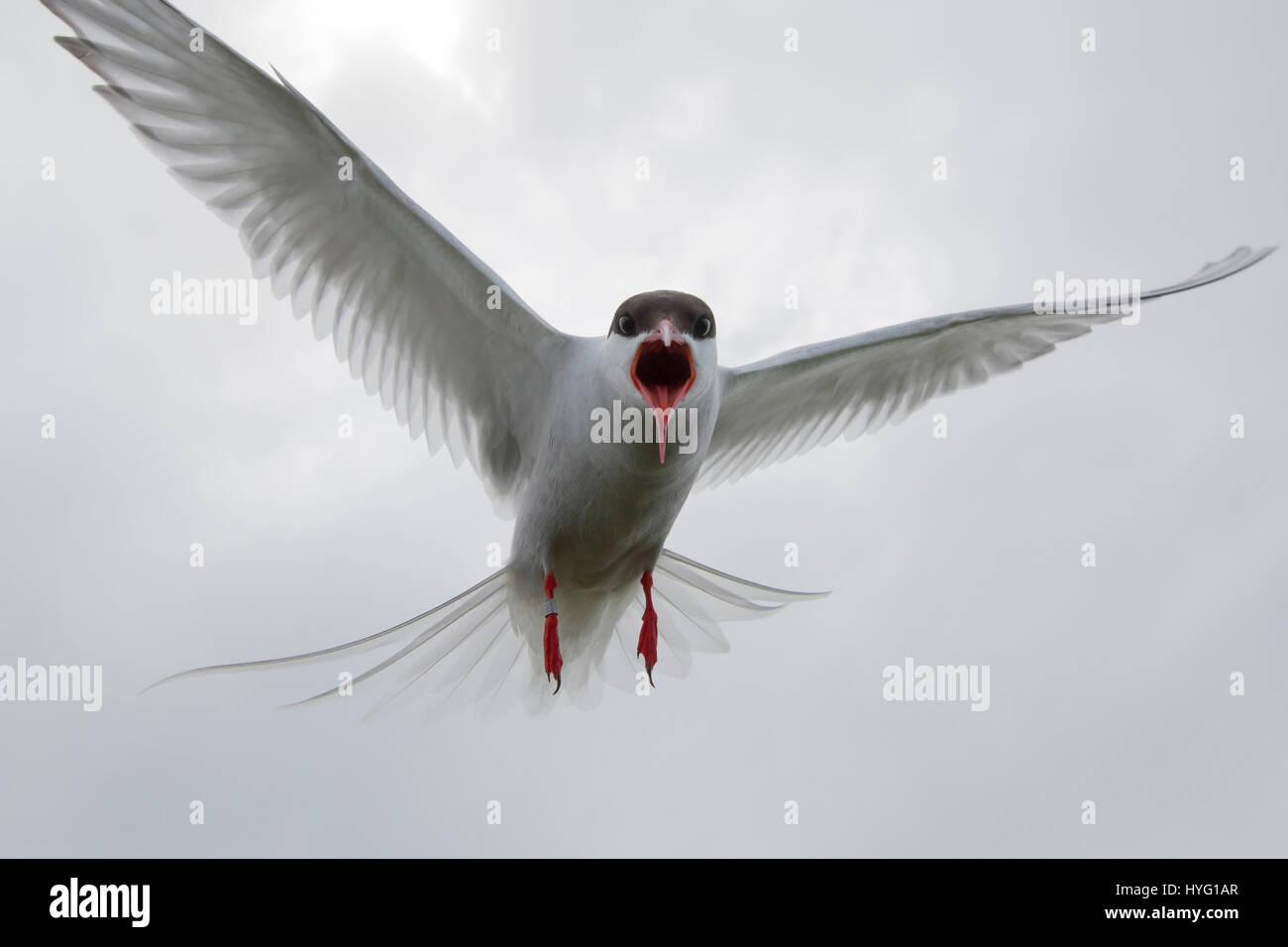 Un photographe a eu à vivre une vraie vie version du célèbre jeu vidéo et film franchise Angry Birds après qu'il a été attaqué par quelque coché-off de sternes. La capture de photos en action les oiseaux swooping vers le bas alors qu'ils essaient et attaquer l'appareil photo et l'homme derrière l'objectif. Tatoueur Rob Bates (32), de Sheffield, a été pris à partie sur l'Iles Farne au large de la côte de la Northumbrie comme il a tenté de photographier les macareux. Rob a expliqué ce qu'il pensait que les oiseaux plongent-bombardé en lui rappelant des scènes d'Alfred Hitchcock's 1952 film les oiseaux. Banque D'Images