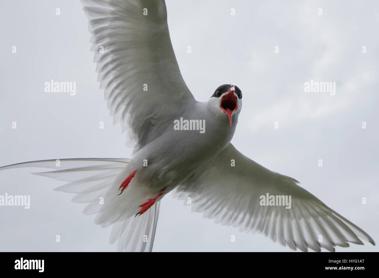 Un photographe a eu à vivre une vraie vie version du célèbre jeu vidéo et film franchise Angry Birds après qu'il a été attaqué par quelque coché-off de sternes. La capture de photos en action les oiseaux swooping vers le bas alors qu'ils essaient et attaquer l'appareil photo et l'homme derrière l'objectif. Tatoueur Rob Bates (32), de Sheffield, a été pris à partie sur l'Iles Farne au large de la côte de la Northumbrie comme il a tenté de photographier les macareux. Rob a expliqué ce qu'il pensait que les oiseaux plongent-bombardé en lui rappelant des scènes d'Alfred Hitchcock's 1952 film les oiseaux. Banque D'Images