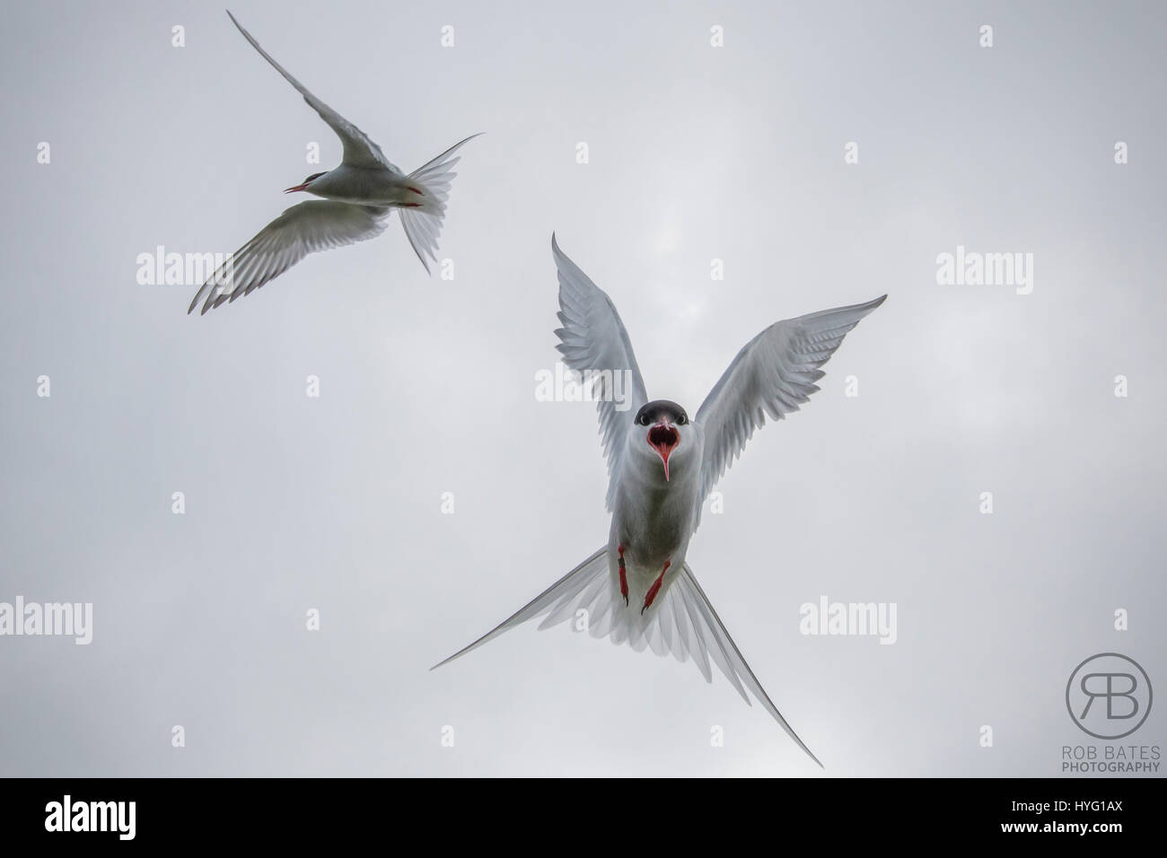 Un photographe a eu à vivre une vraie vie version du célèbre jeu vidéo et film franchise Angry Birds après qu'il a été attaqué par quelque coché-off de sternes. La capture de photos en action les oiseaux swooping vers le bas alors qu'ils essaient et attaquer l'appareil photo et l'homme derrière l'objectif. Tatoueur Rob Bates (32), de Sheffield, a été pris à partie sur l'Iles Farne au large de la côte de la Northumbrie comme il a tenté de photographier les macareux. Rob a expliqué ce qu'il pensait que les oiseaux plongent-bombardé en lui rappelant des scènes d'Alfred Hitchcock's 1952 film les oiseaux. Banque D'Images
