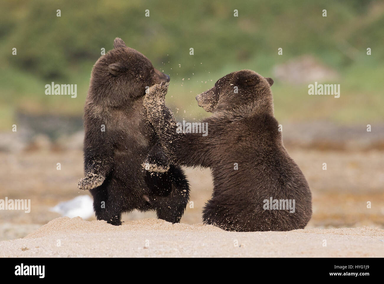 Des photos d'un ourson la prestation d'un poinçon d'uppercut gauche directement dans la face de son frère a été capturé par un photographe de la nature étonnée. Les images montrent la force du coup par le sable qui vaporisé dans l'air lorsque le contrat a été fait - de même que le regard stupéfait sur le malheureux cub les efforts déployés par ce pays pour se remettre d'un coup qui semblait assez fort pour assommer un homme adulte. La paire de la mise au rebut d'ours bruns ont été capturés avec leurs ducs jusqu'en Alaska's Lake Clark National Park par Marc tour leader Latremouille (47) d'Ottawa, au Canada. Ses autres photos montrent les frères et sœur Banque D'Images