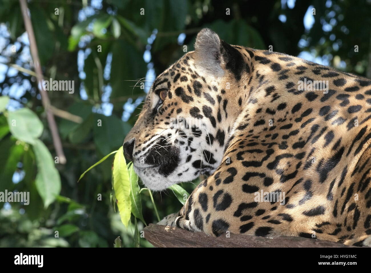 JAGUAR Panthera onca Banque D'Images