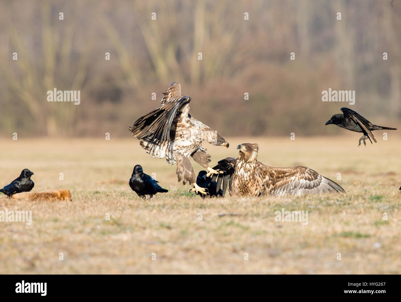 DĘBOWO, POLOGNE : un combat épique a eu lieu entre deux pygargues à queue blanche se rassembler dans un puissant choc des les serres. Le champ de bataille images montrent un prédateur redoutable prendre en bas un fox puis en essayant de repousser un concurrent sans peur. Les deux rivaux peut être vu en talon-à-talon en plusieurs manches qui réclament la carcasse fox pour eux-mêmes. Pendant ce temps, certains calcul les corneilles sont représentées sur la scène, savamment obtenir leurs griffes sur la carcasse et le vol de l'oiseaux de proie. Dans un final hilarant snap, un eagle peut être vu à la déconcerté par la perte de Banque D'Images