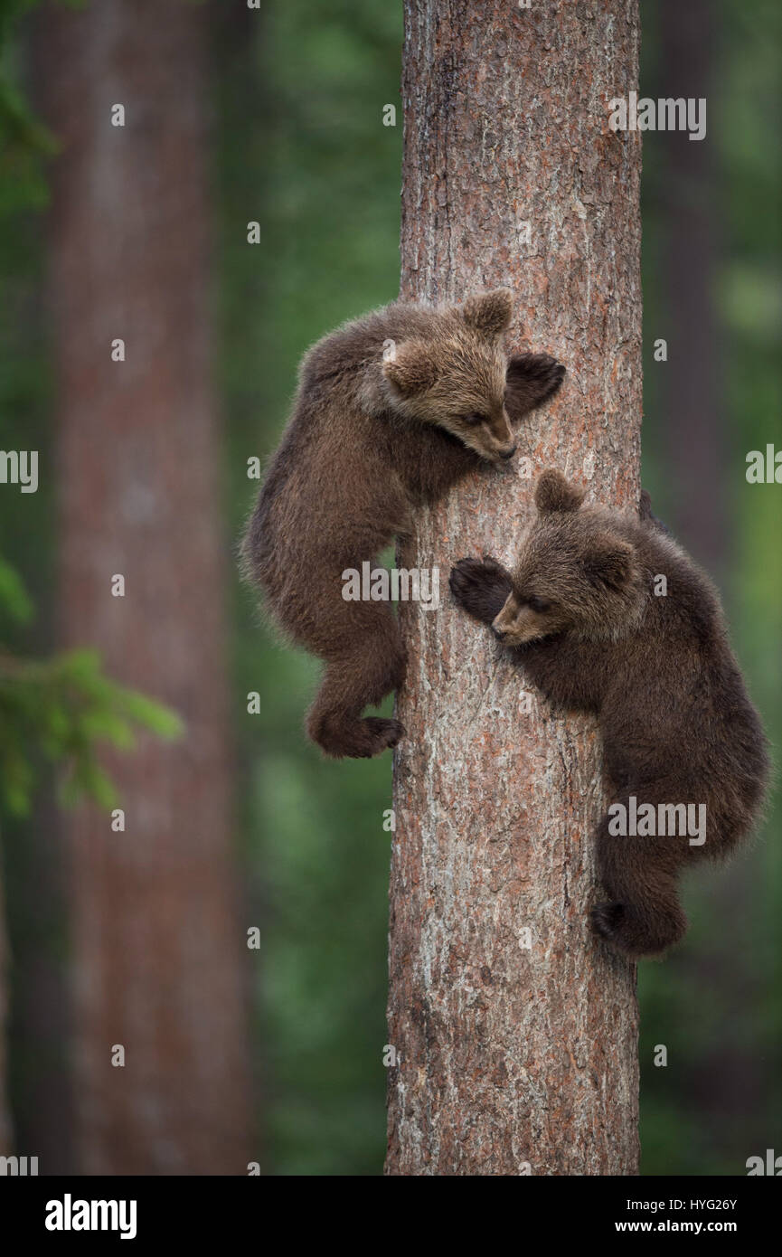 KAINUU, Finlande : le plus mignon petit ours famille ont été cassé profiter d'une journée dans les bois par un photographe britannique. Les images montrent l'observation des ours maman sur ses deux petits oursons curieux ont un rendez-vous à grimper aux arbres. Ours maman peut même être vu en montrant les bébés comment c'est fait. D'autres photos montrent le cuties jouer cuddly combats, ayant un frère embrasser et juste se détendre, faire une pause d'activités. Photographe Janette Hill de Llanigon, Herefordshire est rendu au coeur de la forêt de la taïga en Finlande pour attraper un aperçu de ces ours bruns sauvages dans leur milieu naturel h Banque D'Images