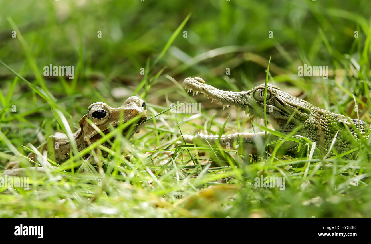 Java Indonesie L Incroyable Moment Un Bebe Crocodile A Decide De Monter Sur La Tete D Une Malheureuse Grenouille A Ete Capture Par Un Gestionnaire De L Industrie A Frappe Dans Un Geste Qui Java Indonesie L Incroyable Moment Un Bebe Crocodile A Decide De Monter Sur La Tete D Une Malheureuse Grenouille A Ete Capture Par Un Gestionnaire De L Industrie A Frappe Dans Un Geste Qui