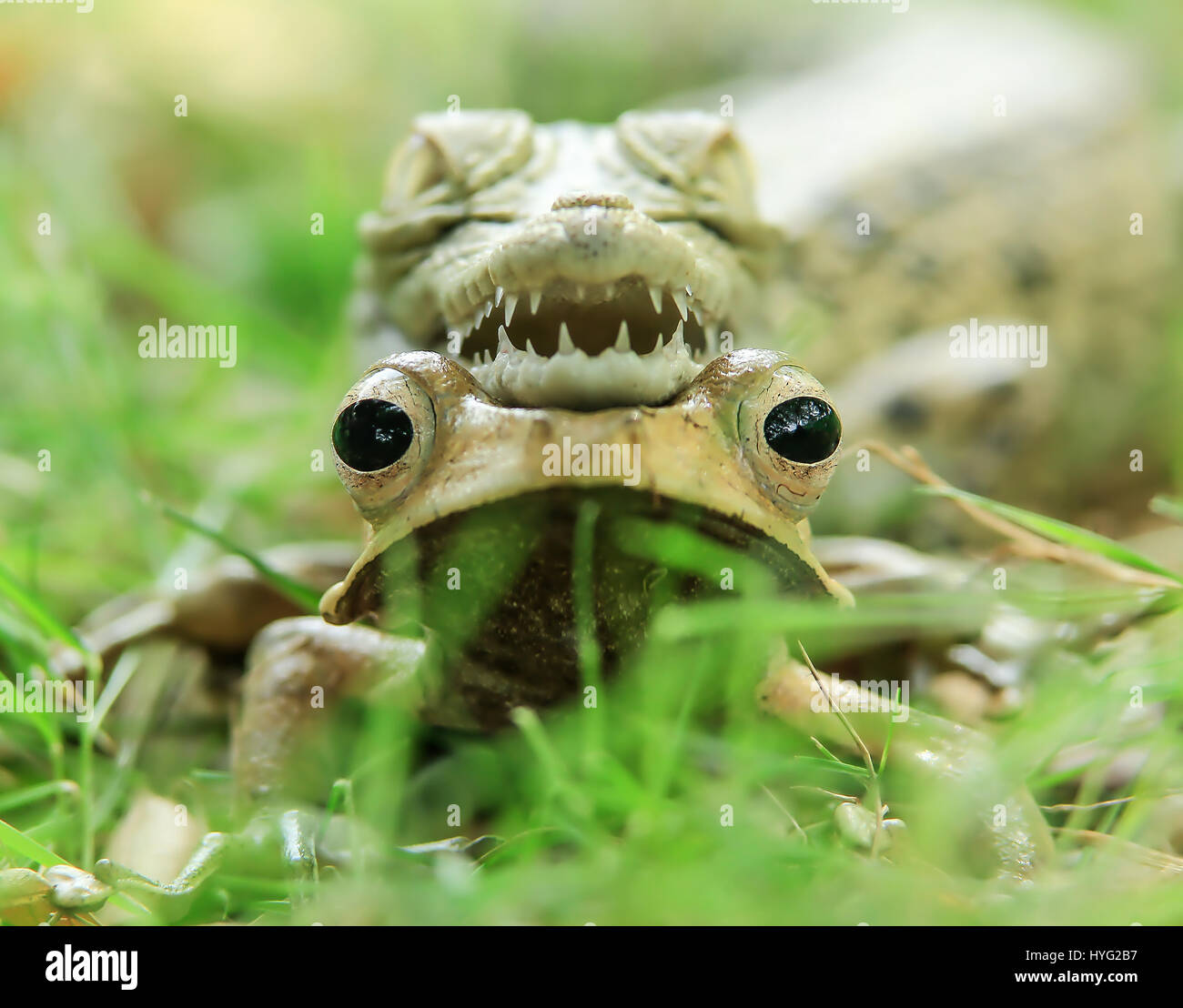 Java Indonesie L Incroyable Moment Un Bebe Crocodile A Decide De Monter Sur La Tete D Une Malheureuse Grenouille A Ete Capture Par Un Gestionnaire De L Industrie A Frappe Dans Un Geste Qui