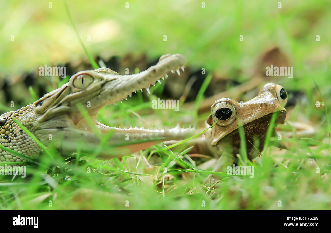 Java Indonesie L Incroyable Moment Un Bebe Crocodile A Decide De Monter Sur La Tete D Une Malheureuse Grenouille A Ete Capture Par Un Gestionnaire De L Industrie A Frappe Dans Un Geste Qui